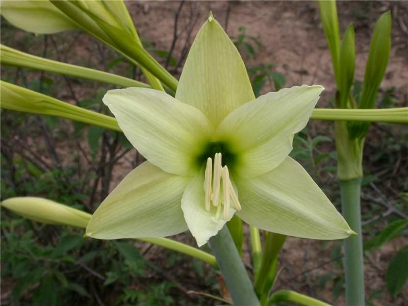 Hippeastrum parodii (c) copyright 2010 by Mariano Saviello.  All rights reserved.